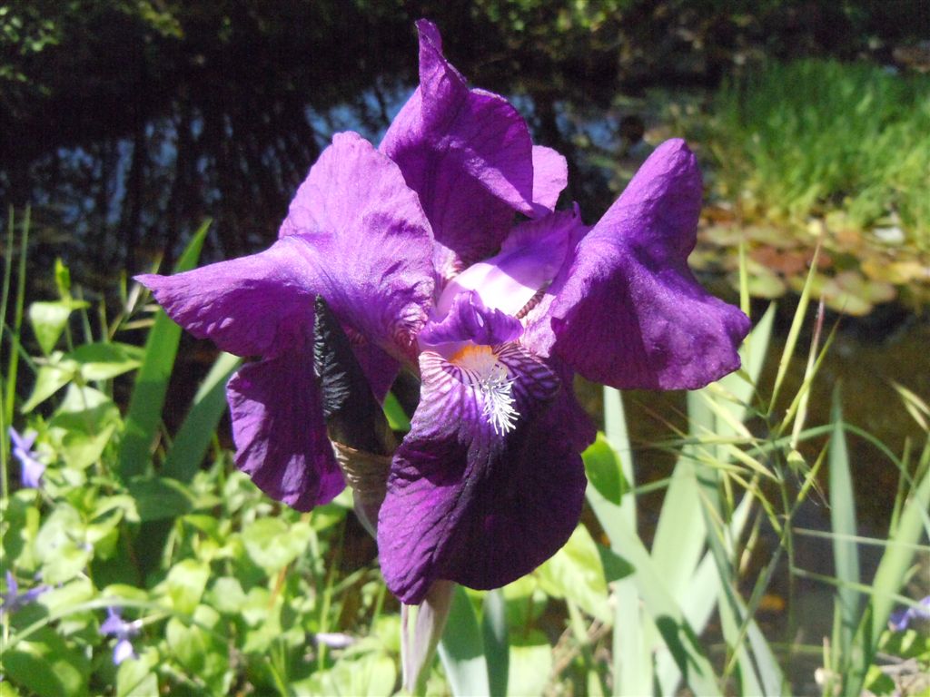 Iris germanica